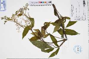  ( - GBA-DWQGZ744)  @11 [ ] by-nc-sa  Xue-Jun Ge Herbarium of South China Botanical Garden