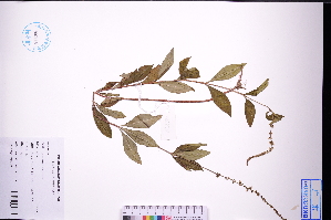  (Lysimachia fortunei - GBA-DWQGZ745)  @11 [ ] by-nc-sa  Xue-Jun Ge Herbarium of South China Botanical Garden