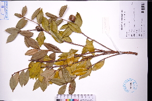  ( - GBA-DWQGZ764)  @11 [ ] by-nc-sa  Xue-Jun Ge Herbarium of South China Botanical Garden