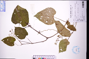  ( - GBA-DWQGZ771)  @11 [ ] by-nc-sa  Xue-Jun Ge Herbarium of South China Botanical Garden
