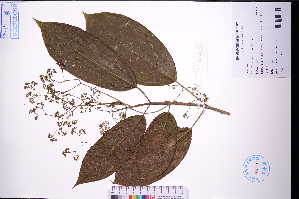  ( - GBA-DWQGZ772)  @11 [ ] by-nc-sa  Xue-Jun Ge Herbarium of South China Botanical Garden