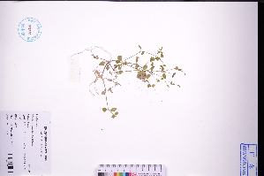  ( - GBA-DWQGZ786)  @11 [ ] by-nc-sa  Xue-Jun Ge Herbarium of South China Botanical Garden