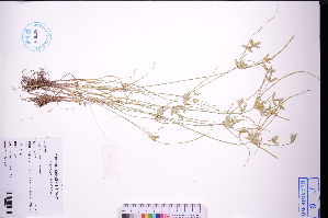  ( - GBA-DWQGZ795)  @11 [ ] by-nc-sa  Xue-Jun Ge Herbarium of South China Botanical Garden