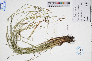  (Fimbristylis bisumbellata - GBA-DWQGZ800)  @11 [ ] by-nc-sa  Xue-Jun Ge Herbarium of South China Botanical Garden