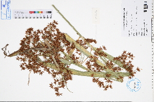  ( - GBA-DWQGZ804)  @11 [ ] by-nc-sa  Xue-Jun Ge Herbarium of South China Botanical Garden