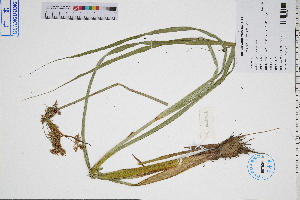  (Cyperus serotinus - GBA-DWQGZ806)  @11 [ ] by-nc-sa  Xue-Jun Ge Herbarium of South China Botanical Garden