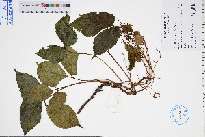  (Parthenocissus dalzielii - GBA-DWQGZ807)  @11 [ ] by-nc-sa  Xue-Jun Ge Herbarium of South China Botanical Garden