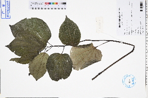  (Piper sarmentosum - GBA-DWQGZ821)  @11 [ ] by-nc-sa  Xue-Jun Ge Herbarium of South China Botanical Garden