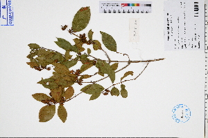  ( - GBA-DWQGZ834)  @11 [ ] by-nc-sa  Xue-Jun Ge Herbarium of South China Botanical Garden