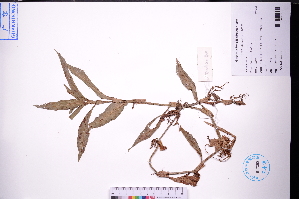  (Floscopa - GBA-DWQGZ850)  @11 [ ] by-nc-sa  Xue-Jun Ge Herbarium of South China Botanical Garden