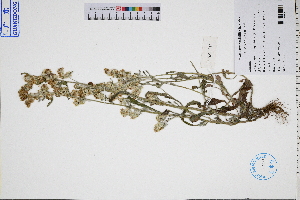  ( - GBA-REC363)  @11 [ ] by-nc-sa  Xue-Jun Ge Herbarium of South China Botanical Garden