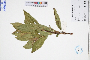  ( - GBA-REC370)  @11 [ ] by-nc-sa  Xue-Jun Ge Herbarium of South China Botanical Garden
