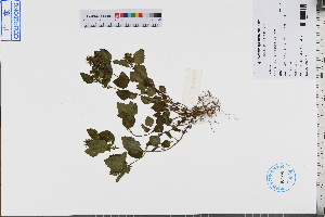  ( - GBA-REC400)  @11 [ ] by-nc-sa  Xue-Jun Ge Herbarium of South China Botanical Garden