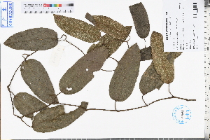  (Isotrema - GBA-REC401)  @11 [ ] by-nc-sa  Xue-Jun Ge Herbarium of South China Botanical Garden
