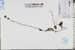  ( - GBA-REC407)  @11 [ ] by-nc-sa  Xue-Jun Ge Herbarium of South China Botanical Garden