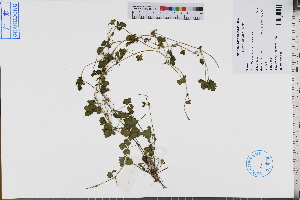  ( - GBA-REC437)  @11 [ ] by-nc-sa  Xue-Jun Ge Herbarium of South China Botanical Garden