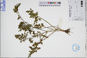  ( - GBA-REC440)  @11 [ ] by-nc-sa  Xue-Jun Ge Herbarium of South China Botanical Garden
