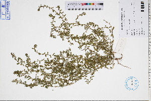  ( - GBA-REC448)  @11 [ ] by-nc-sa  Xue-Jun Ge Herbarium of South China Botanical Garden