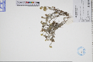  ( - GBA-REC454)  @11 [ ] by-nc-sa  Xue-Jun Ge Herbarium of South China Botanical Garden