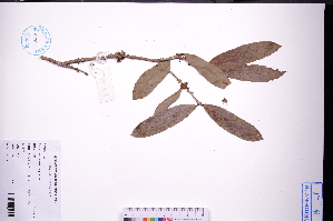  (Ilex cinerea - GBA-REC477)  @11 [ ] by-nc-sa  Xue-Jun Ge Herbarium of South China Botanical Garden