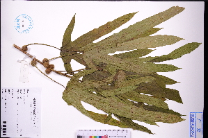  (Ficus hirta - GBA-REC487)  @11 [ ] by-nc-sa  Xue-Jun Ge Herbarium of South China Botanical Garden
