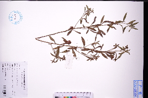  ( - GBA-REC488)  @11 [ ] by-nc-sa  Xue-Jun Ge Herbarium of South China Botanical Garden