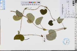  (Aristolochia debilis - GBA-REC499)  @11 [ ] by-nc-sa  Xue-Jun Ge Herbarium of South China Botanical Garden