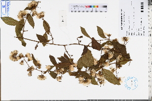  ( - GBA-REC501)  @11 [ ] by-nc-sa  Xue-Jun Ge Herbarium of South China Botanical Garden