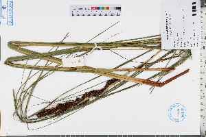  (Gahnia - GBA-REC517)  @11 [ ] by-nc-sa  Xue-Jun Ge Herbarium of South China Botanical Garden