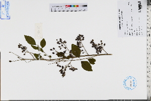  (Ligustrum sinense - GBA-REC527)  @11 [ ] by-nc-sa  Xue-Jun Ge Herbarium of South China Botanical Garden