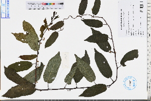  (Actinidia - GBA-REC548)  @11 [ ] by-nc-sa  Xue-Jun Ge Herbarium of South China Botanical Garden