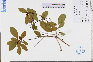  ( - GBA-REC584)  @11 [ ] by-nc-sa  Xue-Jun Ge Herbarium of South China Botanical Garden