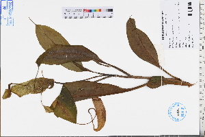  ( - GBA-REC592)  @11 [ ] by-nc-sa  Xue-Jun Ge Herbarium of South China Botanical Garden