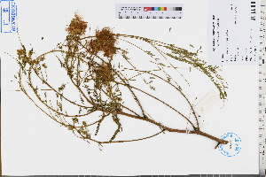  ( - GBA-REC595)  @11 [ ] by-nc-sa  Xue-Jun Ge Herbarium of South China Botanical Garden