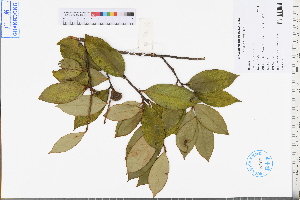 ( - GBA-REC596)  @11 [ ] by-nc-sa  Xue-Jun Ge Herbarium of South China Botanical Garden