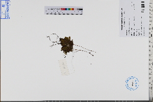  ( - GBA-REC608)  @11 [ ] by-nc-sa  Xue-Jun Ge Herbarium of South China Botanical Garden