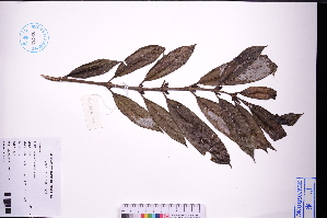  ( - GBA-REC652)  @11 [ ] by-nc-sa  Xue-Jun Ge Herbarium of South China Botanical Garden