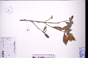  ( - GBA-REC688)  @11 [ ] by-nc-sa  Xue-Jun Ge Herbarium of South China Botanical Garden