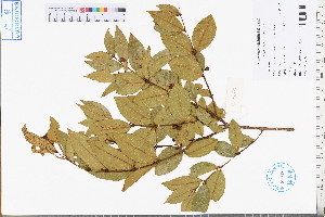  ( - GBA-REC699)  @11 [ ] by-nc-sa  Xue-Jun Ge Herbarium of South China Botanical Garden