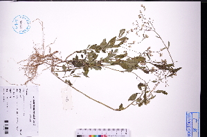  ( - GBA-REC703)  @11 [ ] by-nc-sa  Xue-Jun Ge Herbarium of South China Botanical Garden