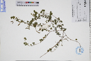  (Grona - GBA-REC706)  @11 [ ] by-nc-sa  Xue-Jun Ge Herbarium of South China Botanical Garden