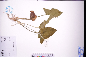  ( - GBA-REC723)  @11 [ ] by-nc-sa  Xue-Jun Ge Herbarium of South China Botanical Garden