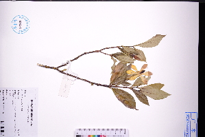  ( - GBA-REC726)  @11 [ ] by-nc-sa  Xue-Jun Ge Herbarium of South China Botanical Garden