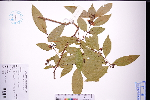  ( - GBA-REC734)  @11 [ ] by-nc-sa  Xue-Jun Ge Herbarium of South China Botanical Garden
