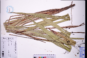  ( - GBA-REC740)  @11 [ ] by-nc-sa  Xue-Jun Ge Herbarium of South China Botanical Garden