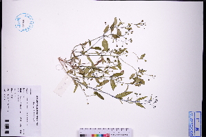 (Leptopetalum - GBA-REC743)  @11 [ ] by-nc-sa  Xue-Jun Ge Herbarium of South China Botanical Garden
