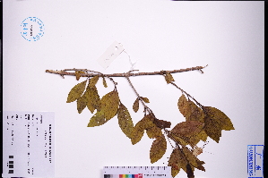  ( - GBA-REC747)  @11 [ ] by-nc-sa  Xue-Jun Ge Herbarium of South China Botanical Garden