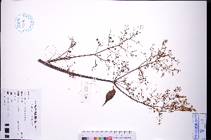  (Sambucus javanica - GBA-REC870)  @11 [ ] by-nc-sa  Xue-Jun Ge Herbarium of South China Botanical Garden