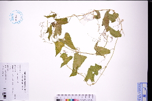  (Actinostemma - GBA-DWQJM25)  @11 [ ] by-nc-sa  Xue-Jun Ge Herbarium of South China Botanical Garden