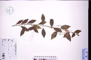 ( - GBA-DWQJM28)  @11 [ ] by-nc-sa  Xue-Jun Ge Herbarium of South China Botanical Garden